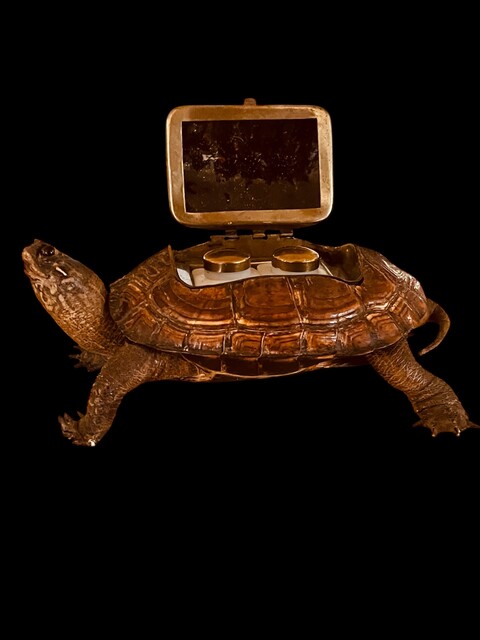 An English 19th Century Turtle Inkstand. Taxidermia