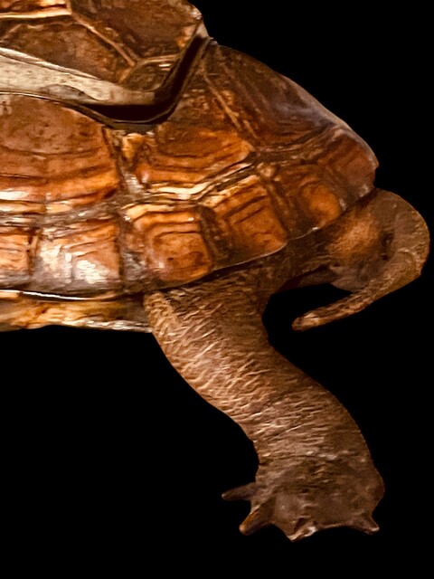 An English 19th Century Turtle Inkstand. Taxidermia