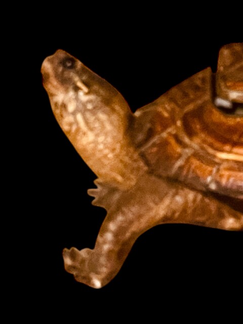 An English 19th Century Turtle Inkstand. Taxidermia