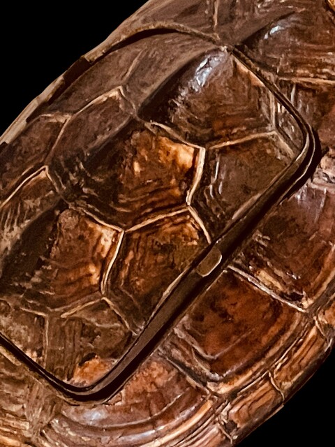 An English 19th Century Turtle Inkstand. Taxidermia